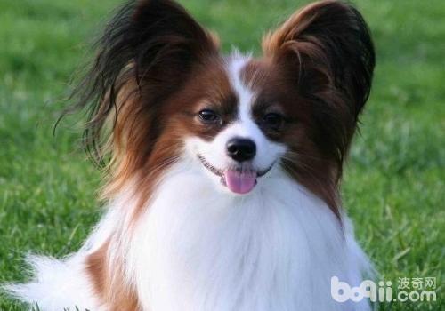蝴蝶犬
