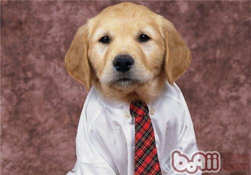 金毛犬