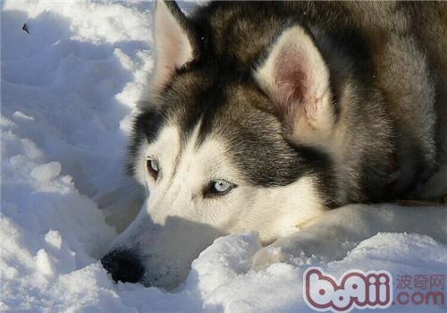 阿拉斯加雪橇犬
