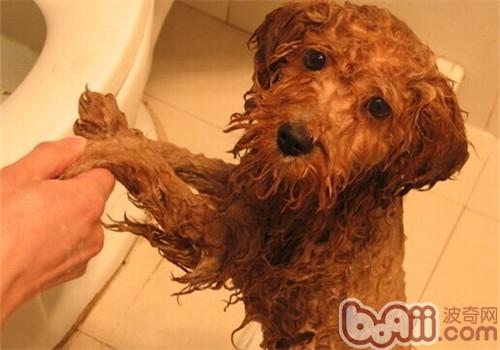 貴賓犬