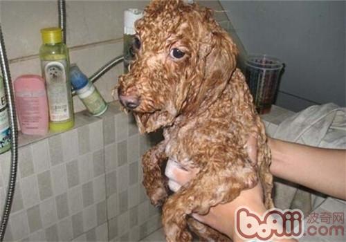 貴賓犬
