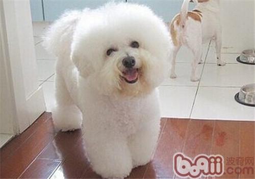 比熊犬