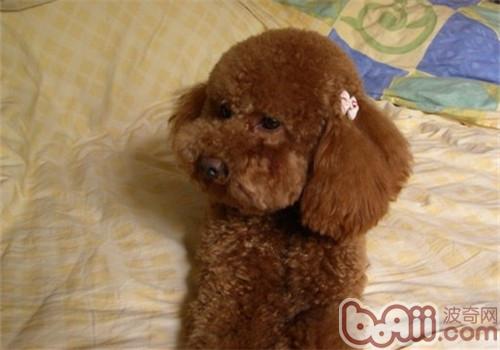 貴賓犬