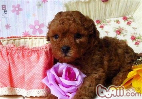 貴賓犬