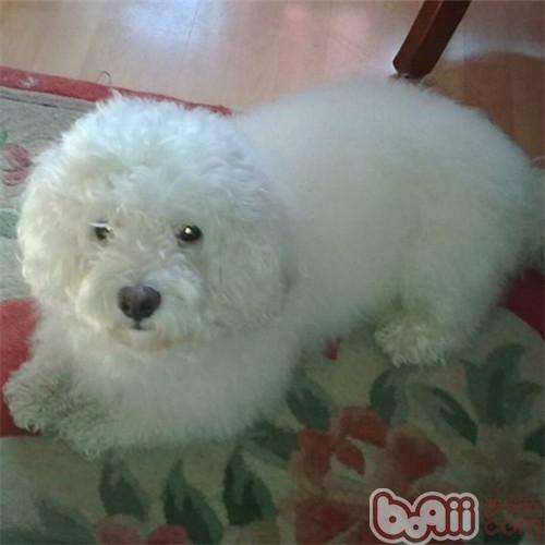 比熊犬