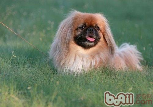 北京犬