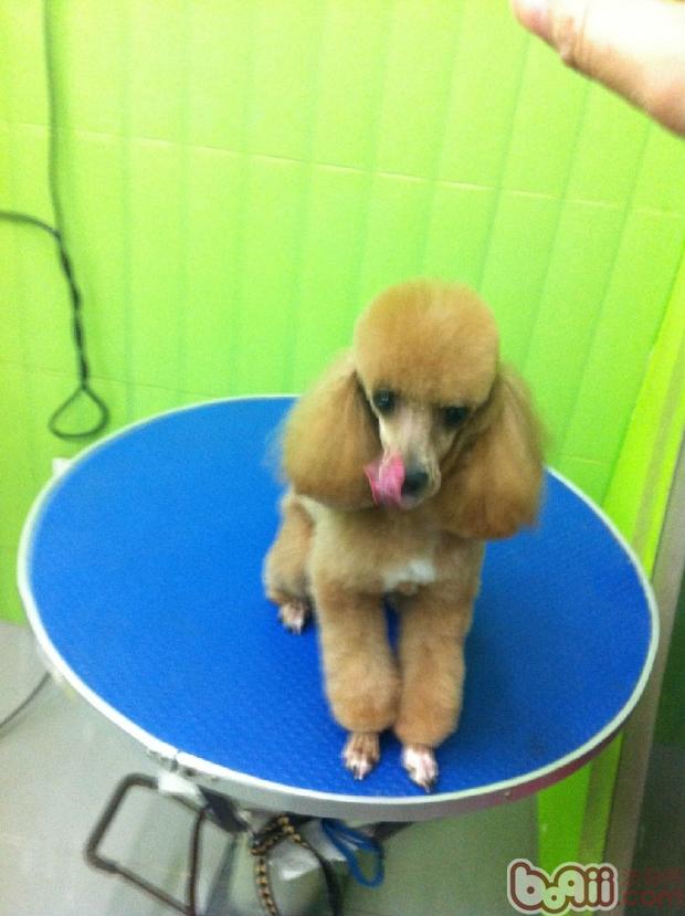 深色貴賓犬不但要使用護色的香波，還要用護色的護毛素哦~