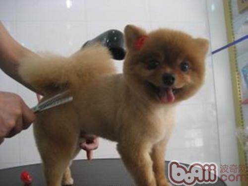博美犬
