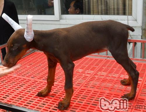 杜賓犬