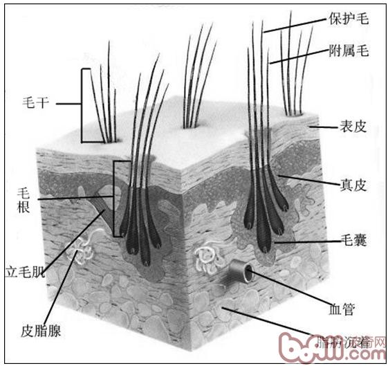 圖1：被毛及皮膚解剖圖