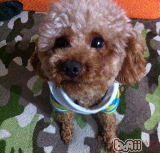 圖5：經過適當修剪的貴賓犬（泰迪裝）（圖片禁止盜用）