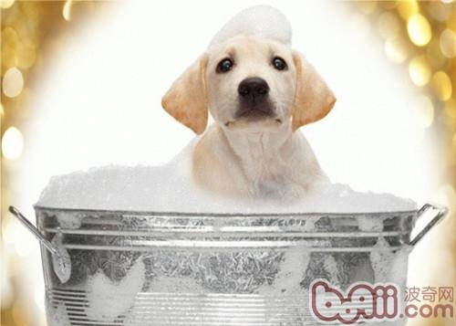 拉布拉多獵犬