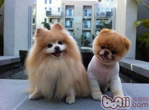 博美犬