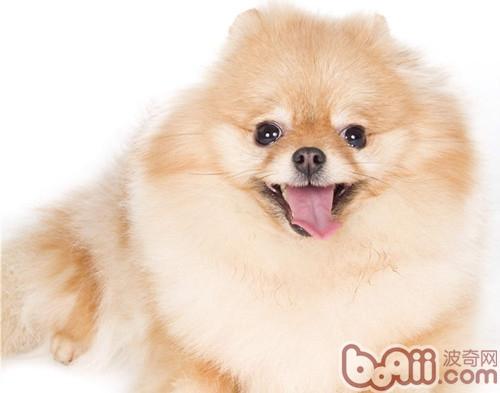 博美犬