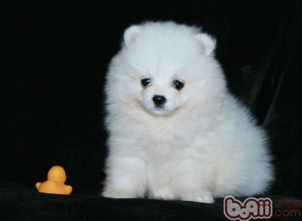 博美犬