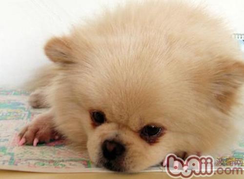 博美犬