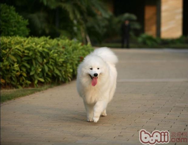 薩摩耶犬