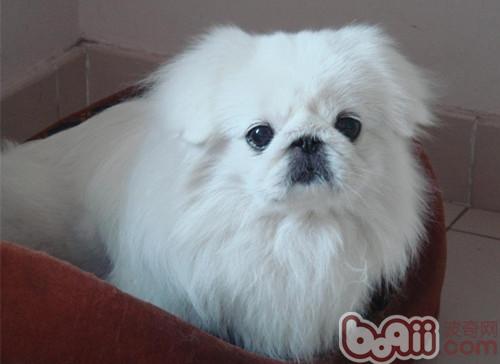 京巴犬