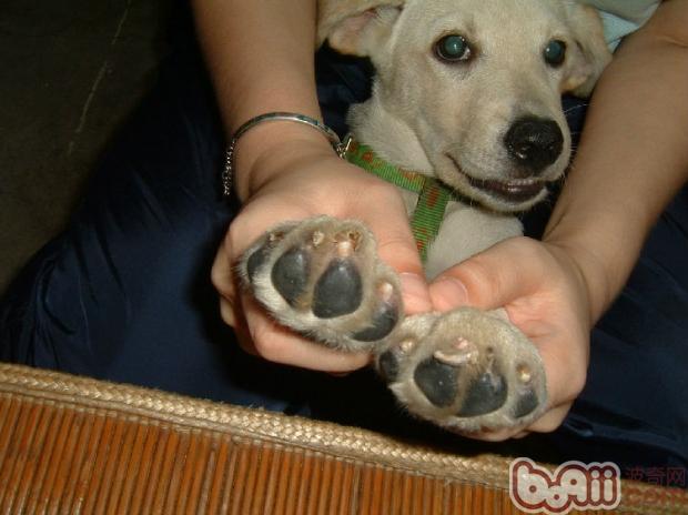 狗狗