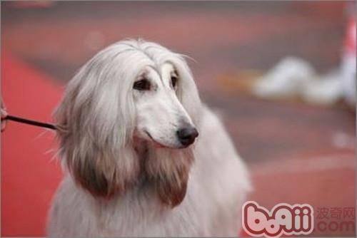 阿富汗獵犬