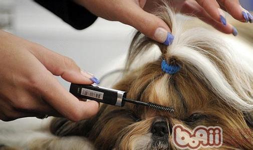 西施犬