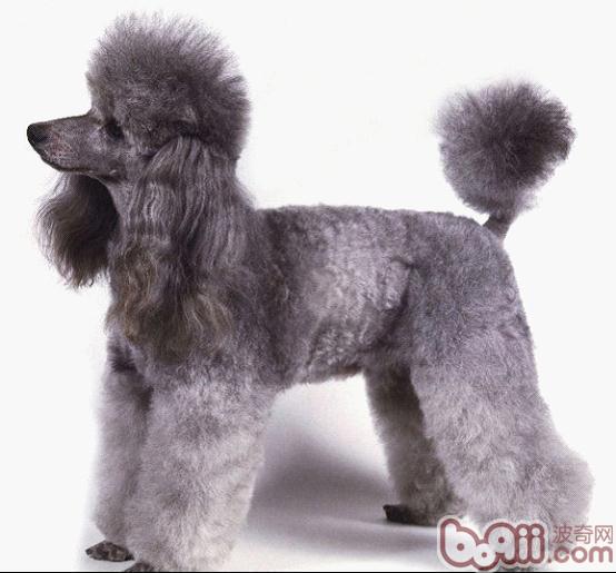 貴賓犬