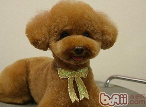 貴賓犬
