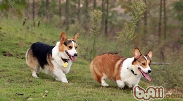 柯基犬