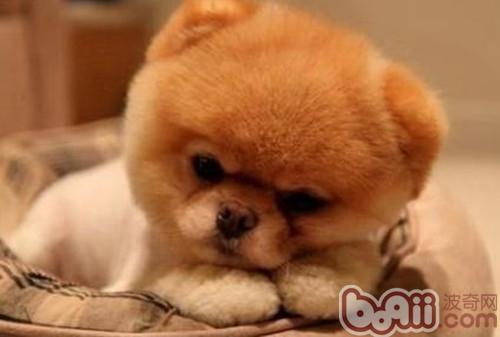 博美犬