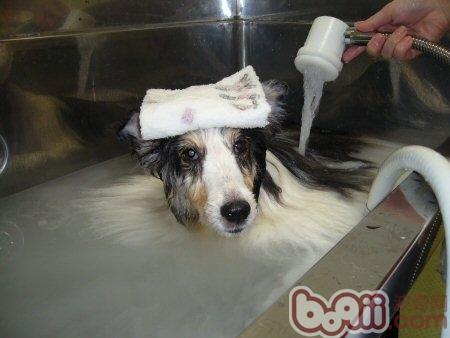 狗狗