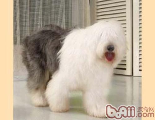 古代牧羊犬