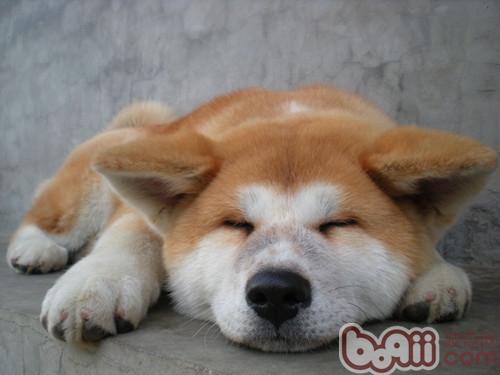秋田犬