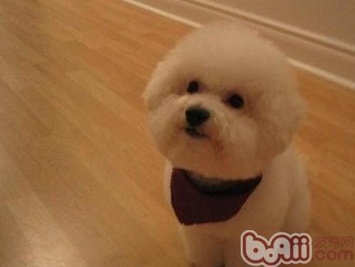 比熊犬