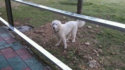 大白熊犬