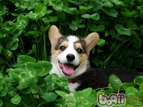 柯基犬