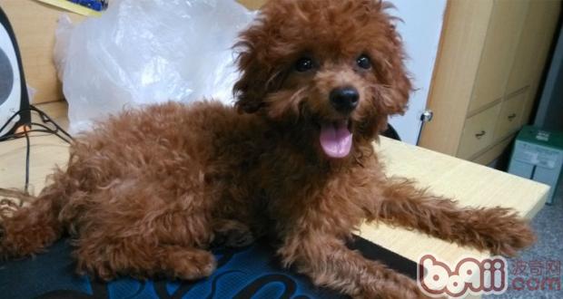 剃除胎毛以前狗狗的毛色不夠明亮柔順