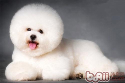 比熊犬