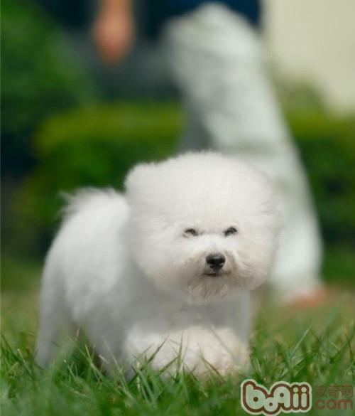 比熊犬