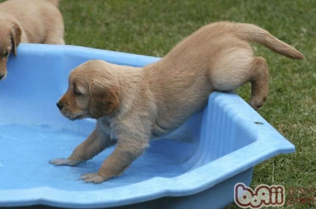 幼犬