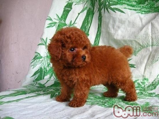 貴賓幼犬