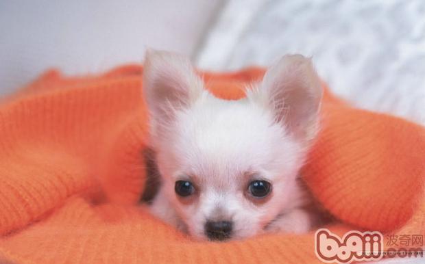 幼犬