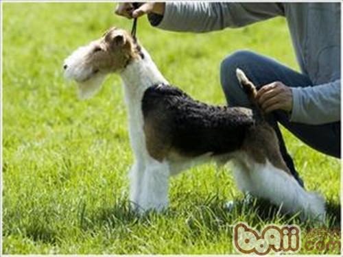 需要拔毛的梗類犬的美容是非常特殊的