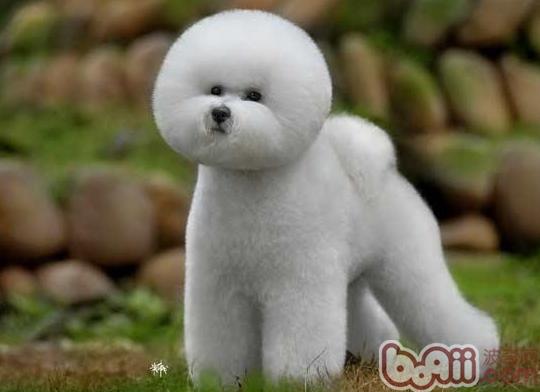 比熊犬