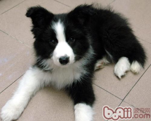 邊境牧羊犬