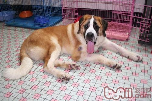聖伯納犬