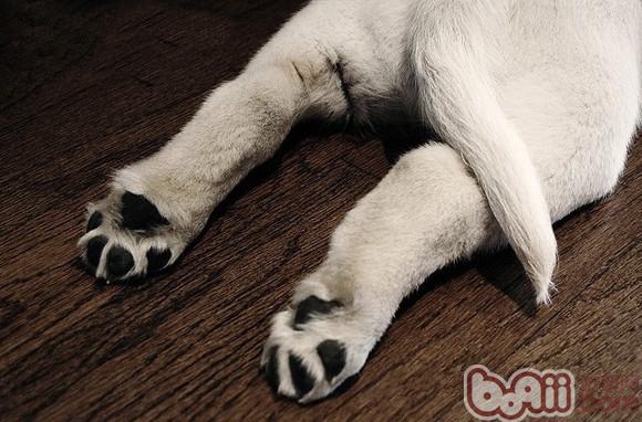 狗狗斷尾