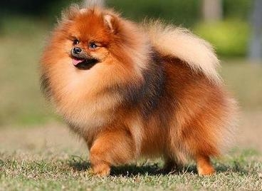 博美犬