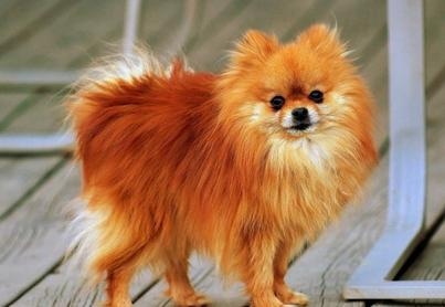 博美犬