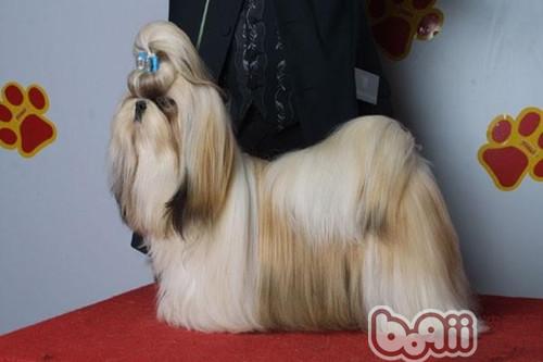 西施犬