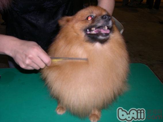 博美犬